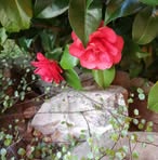 Maria Auclair - Facebook