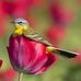 Maria Ayres - Facebook