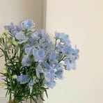 Maria Azzam - Facebook