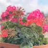 Maria azzam - @mariaazzam469 - TikTok
