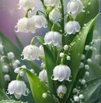 Maria Babic - Facebook