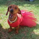 Maia la salchicha bachicha 🌭 - @maia_labachicha - Instagram