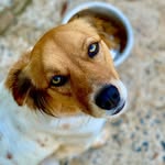 Maria Bacon - @mariabacon.dog - Instagram