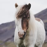 Maria Bække Haugen - @mariabaekkehaugen - Instagram