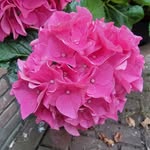 Mária Bakos - @guyanxin65 - Instagram