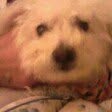 Maria Ballone - @petco12 - Instagram