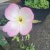 Maria Barfield - Facebook