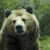 Maria animals bear - Facebook