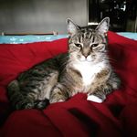 Maria Belanger - @pippinfur - Instagram