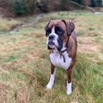 Bennington Boxers - @_maria.bennington_ - Instagram