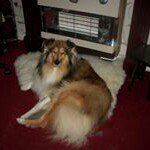 Maria Birch - @colliecute - Instagram