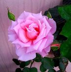 Maria Bitton - Facebook