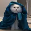 Bolty - @mariah.bolt - TikTok