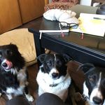 Maria Britton - @k2farmsllc - Instagram