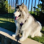 Rosa Maria Espinoza-Britton - @sukathegreatmalamute - Instagram