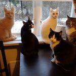 Maria Broomé - @crazy.catlady72 - Instagram