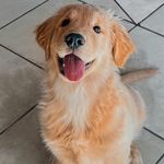 Hanna • Zola Maria • Potter • Benjamin Button - @moonanimalplanet - Instagram