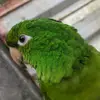 Maritaca bebê 🦜 - @maritacabebe - TikTok