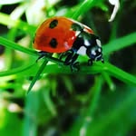 Maria-Louise Canning - @newdaily_eco_joys - Instagram