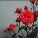 Maria Capasso - Facebook
