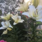 Maria Caseiro - Facebook