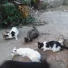 Maria Catrambone Maria Catramb - @maria.catrambone - TikTok