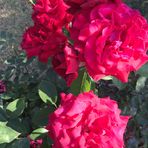 Maria Cavanzo - Facebook