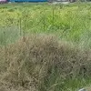 el mas fiel - @maria.cayersant - TikTok