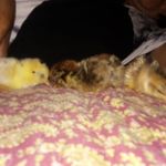Maria Helena Chalco - @oni_chan_12 - Instagram