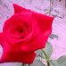 Maria Chamul - Facebook