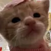 maria chew - @potato.552 - TikTok