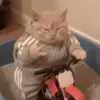 maria.chew - @maria.chew - TikTok