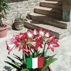 mariaserenaciotti - @mariaserenaciotti - TikTok