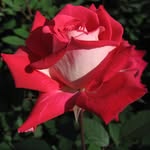 Blair Kelian - @maria.coto.3152 - Instagram