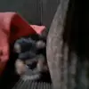 mariacalra - @mariaclaracotugno1234 - TikTok