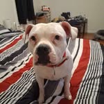 Maria Damato - @queensfamily480 - Instagram