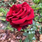 Maria Demeter - Facebook