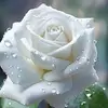 MARIA DE MOTTOS CLARA - @maria.de.mottos.c - TikTok