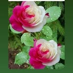 Maria Denny - Facebook
