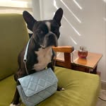 Maria Isabel Doering Sabas - @perro_boss10 - Instagram
