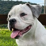 Maria Donatella a Bully mais linda desse IG - @maria_donatella_bully - Instagram
