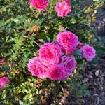 Maria Mcdowell - @mariamcdowell36 - Instagram