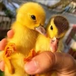 Maria | Duck Lover - @duckofusa - Instagram