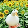 ur favorite duck - @mariaisaduck - TikTok