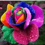 Maria Farooqi - @mariafarooqi50 - Instagram