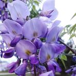 Maria Fausto - Facebook