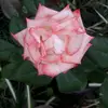MARIANA FURIAN FENNER - @marianaf.fenner - TikTok