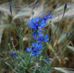 Maria Gajewski - Facebook