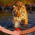 Maree Gartrell - Facebook