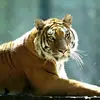 Ella Maria Haddock - @e_tiger321 - TikTok